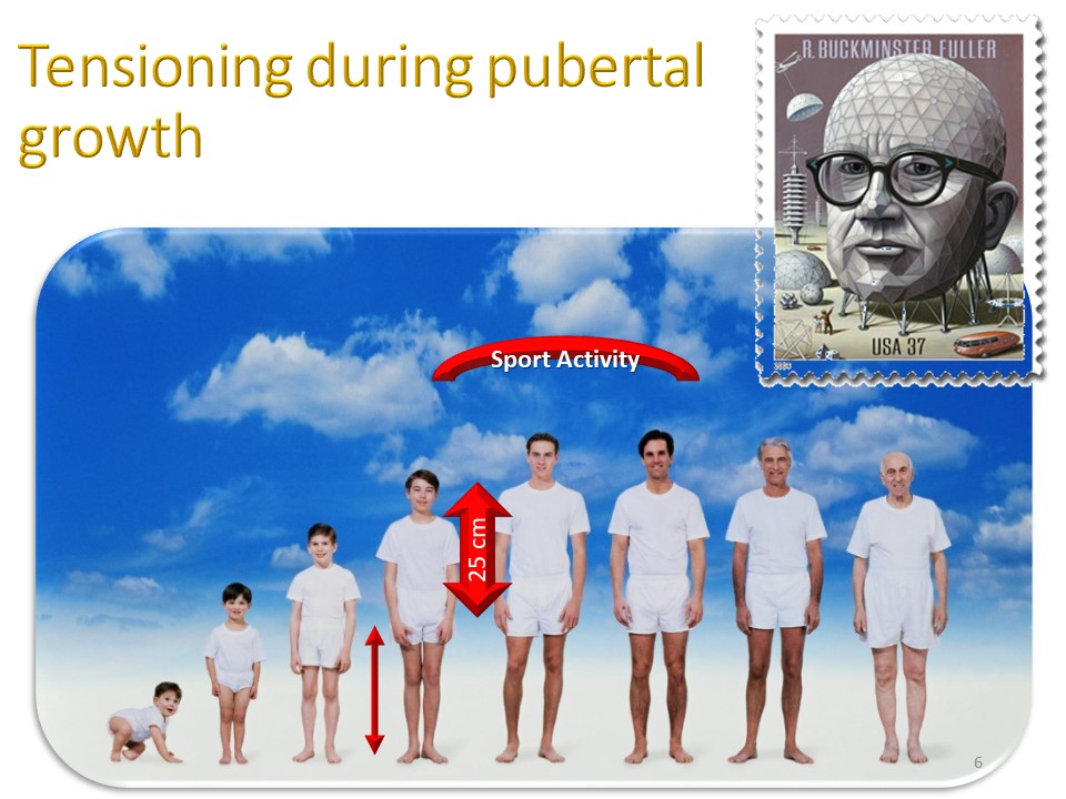 Tensegrity et croissance